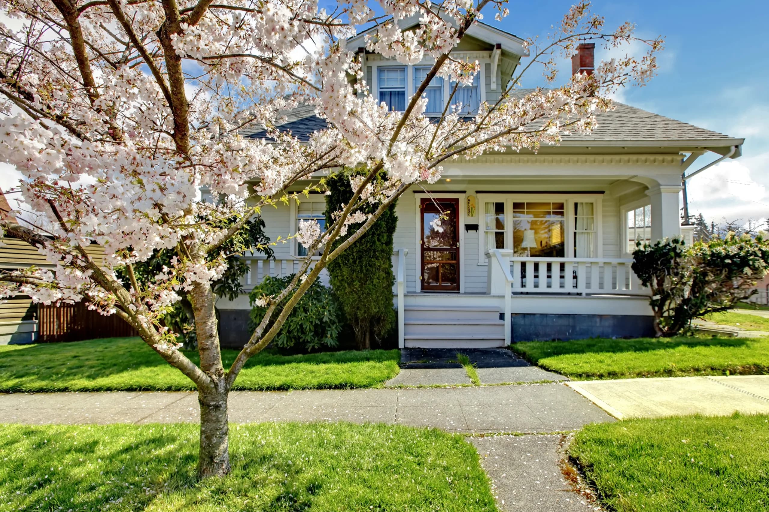 White house with a blooming cherry tree in spring